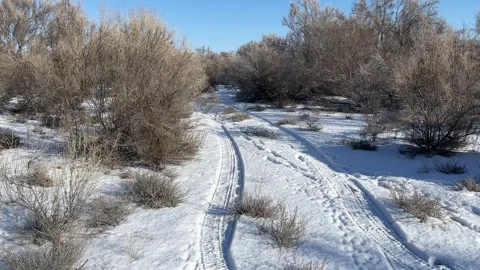 Aerial flight over saxaul trees and sand dunes in Kazakhstan Stock Footage 341422575