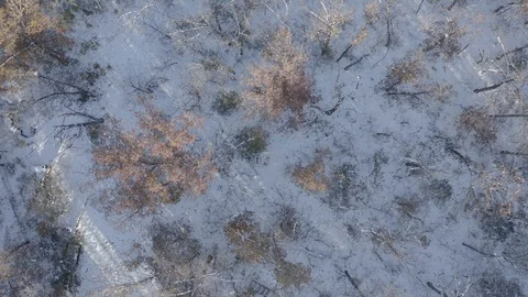 Aerial flight over snow and barren trees 스톡 동영상 111663255