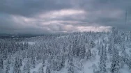 Aerial Flight Over Snow Covered Trees. Northern Sweden In 4K. Stock Footage