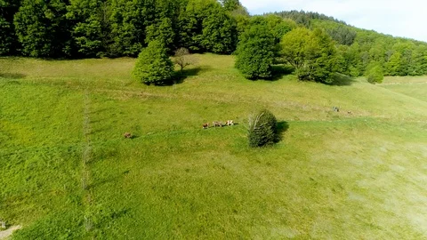 Aerial flight over a spring meadow with grazing cows Stock Footage 128881257