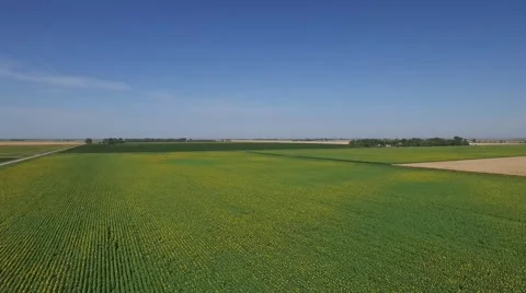 Aerial Flight Over Sunflower Field Stock Footage