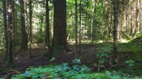 Aerial Flight Over Sunlit Forest Trails in Dense Summer Woodland Stock Footage 340637618