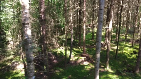 Aerial Flight Over Sunlit Forest Trails in Dense Summer Woodland Stock Footage 340637625