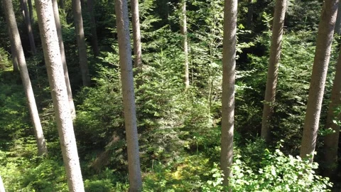 Aerial Flight Over Sunlit Forest Trails in Dense Summer Woodland Stock Footage 340637719