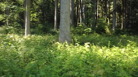 Aerial Flight Over Sunlit Forest Trails in Dense Summer Woodland Stock Footage 340637721