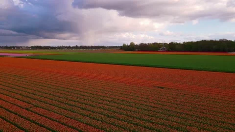 Aerial Flight Over Tulip Fields in Lisse, Netherlands Stock Footage 304827887