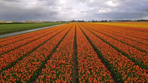 Aerial Flight Over Tulip Fields in Lisse, Netherlands Stock Footage 305276083