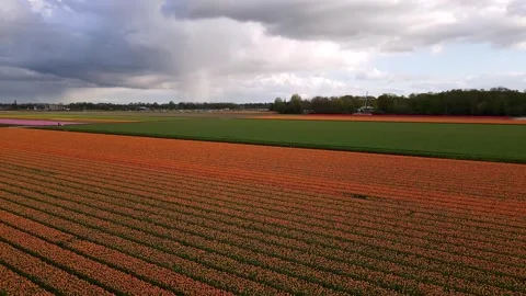 Aerial Flight Over Tulip Fields in Lisse, Netherlands Stock Footage 305276084