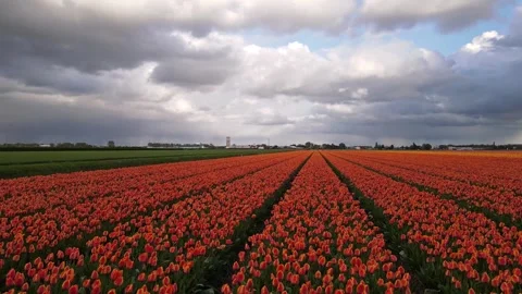 Aerial Flight Over Tulip Fields in Lisse, Netherlands Stock Footage 305276089