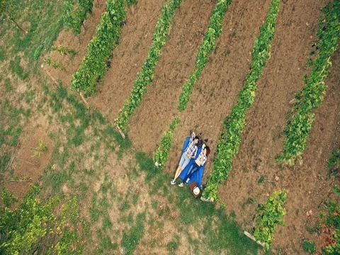 Aerial flight over vineyard – 4k Footage Stock Footage 80236325