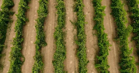 Aerial flight over vineyard rows rising up 4k increase altitude 動画素材 91975093