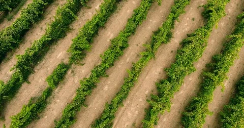 Aerial flight over vineyard rows 4k top view Stock Footage 91975203