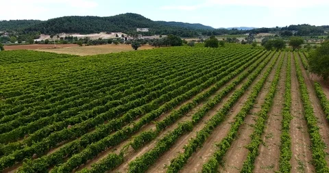 Aerial flight over vineyard rows 4k Stock Footage 91975880