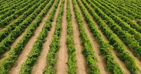 Aerial flight over vineyard rows 4k Stock Footage 91975908