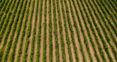 Aerial flight over vineyard rows decrease altitude and tilt up 4k 库存影片 91976380
