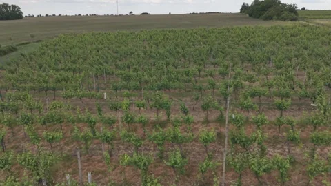 Aerial Flight Over Vineyard Rows Near Vistuk, Slovakia Stock Footage 341327368