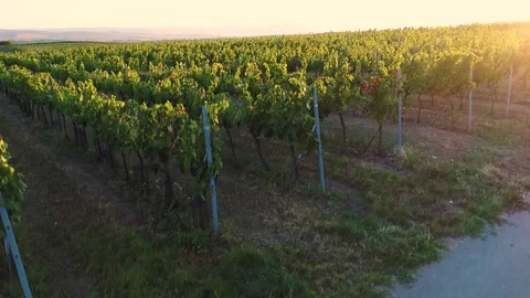 Aerial flight over vineyards at sunset, up to skyline Stock Footage 79709663