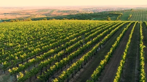Aerial flight over vineyards at sunset, lateral shot Stock Footage 79727087