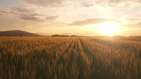 AERIAL: Flight over the wheat field in sunset Stock Footage