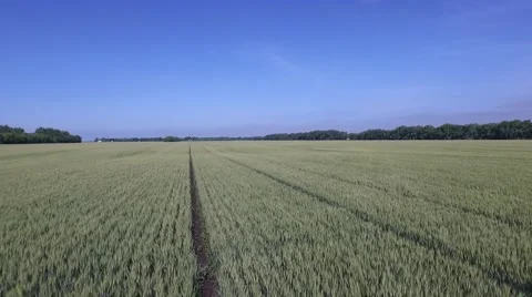 Aerial Flight Over Wheat Field Stock Footage 59899136