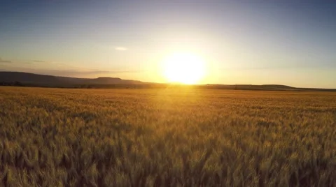 Aerial Flight over the wheat field in sunset Stock Footage 61455283