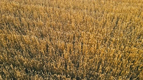 Aerial. Flight Over The Wheat Field In Sunset Stock Footage 160105053