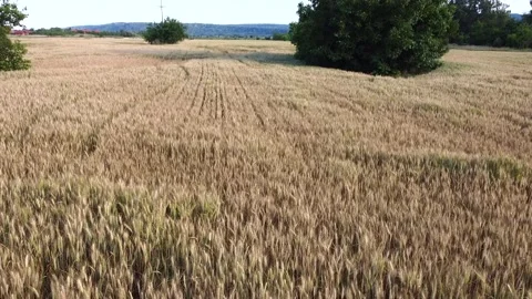 Aerial Flight over wheat field Drone view Harvest, agriculture concept Stock Footage 219283485