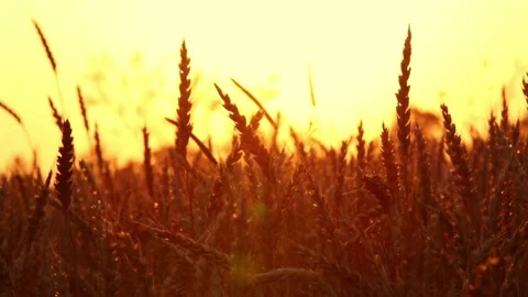 Aerial flight over the wheat field in sunset Stock Footage 248746571