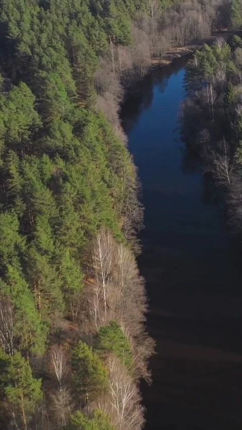 Aerial flight over winding river through dense green forest Video stock 334169607