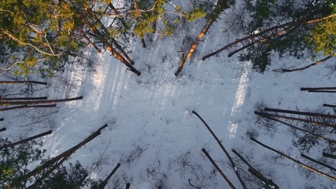Aerial flight over winter forest Stock-Footage 85327008