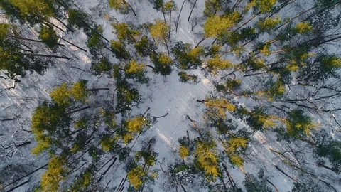 Aerial flight over winter forest Video stock 85327037
