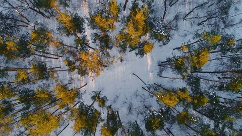 Aerial flight over winter forest Stock-Footage 85327062
