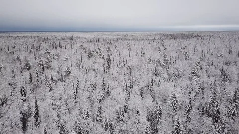 Aerial flight over the winter forest. Drone flies over the taiga. Stock Footage 98792219