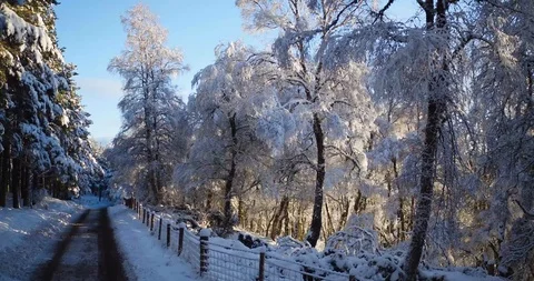 Aerial flight over winter forrest with ski slopes in background Stock Footage 102292059