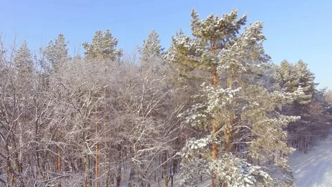 AERIAL: Flight over the winter pine forest. Branches covered with snow and frost Video stock 84702104