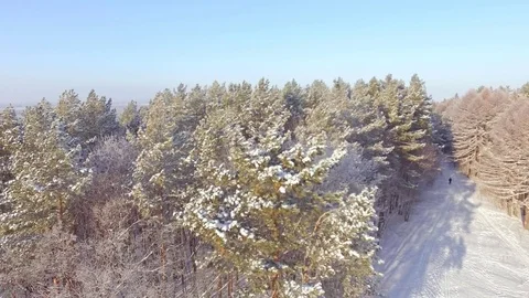 AERIAL: Flight over the winter pine forest. Stock-Footage 84702554