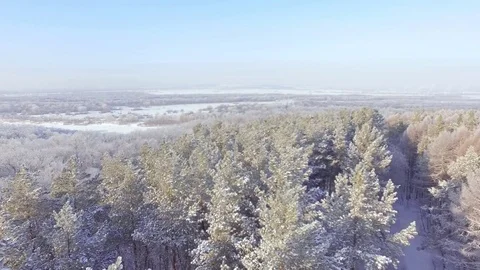 AERIAL: Flight over the winter pine forest. Video stock 84703140