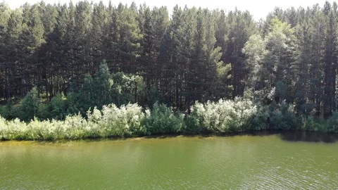Aerial flight from pine forest and the shores of the lake in summer Sunny day Stock-Footage 123932940