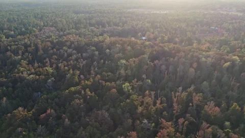 Aerial flight into the sunset over panhandle of Florida in fall. Stock Footage 320880720
