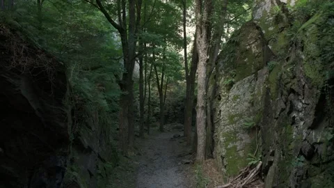 Aerial Flight Through Cliffs and Trees Stock Footage 317760636