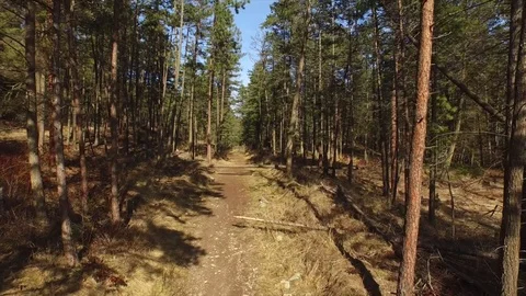Aerial flight through forest 4K Stock Footage 72520325