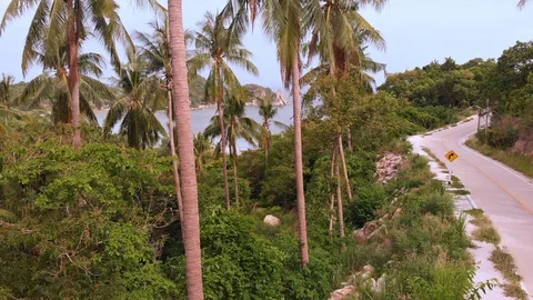 Aerial Flight Through Palm Trees Stock Footage 112367860