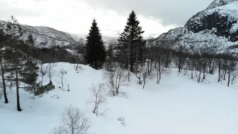 Aerial flight through pine trees to reveal snowy mountain valley Stock Footage 145643200