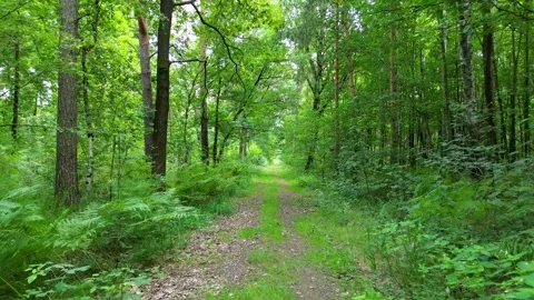 Aerial flight through spring green forest Video stock 318463166