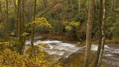 An aerial flight through trees toward a river in the fall. Stock Footage 119035744