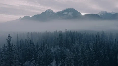 Aerial: floating above a pine forest covered in fog on a chilly morning. Rocky Stock Footage 119931016