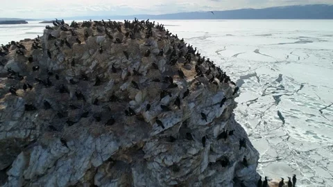 Aerial flock of cormorants nesting place, birds flying, ice floes spring Baikal  Stock Footage 202643053