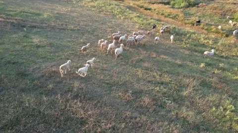 Aerial flock of sheep Stock Footage 201271240
