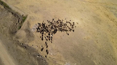 Aerial flock of sheep Vídeo Stock 240764953