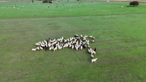 Aerial flock of sheep. Stock Footage 320239058